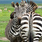 Ngorongoro Crater